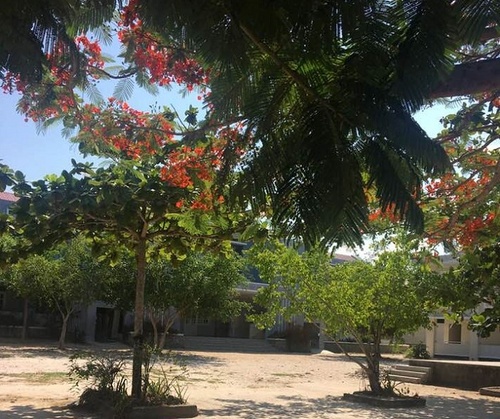 truc_truong_500