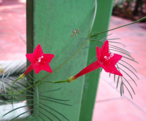 img_1012_500 img_1012_500