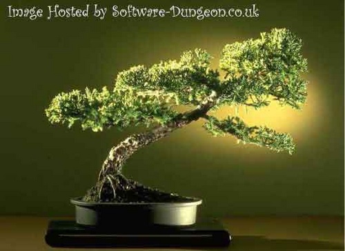 4ae5139e_157404d8_bonsai_500 4ae5139e_157404d8_bonsai_500