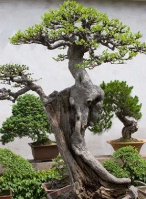 bonsai-tree bonsai-tree