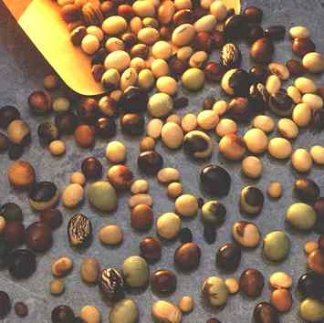 soya_bean_varieties_biofuels soya_bean_varieties_biofuels