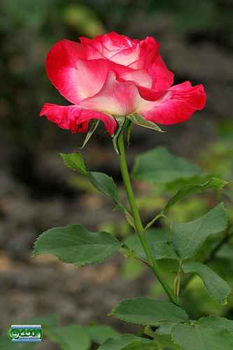 5860254297_81ea7077d0_500