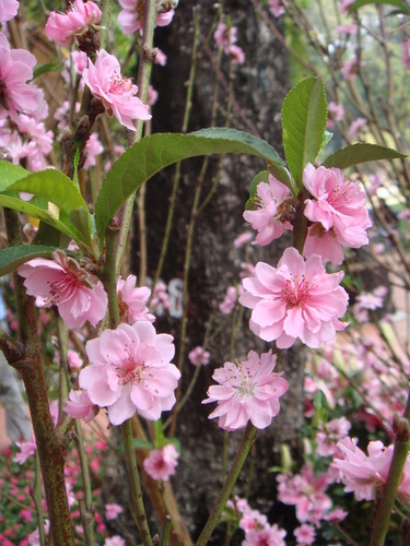 dsc04167_1313528206_500