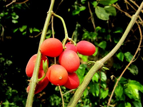 qua_la_500_01 qua_la_500_01
