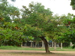 9550611