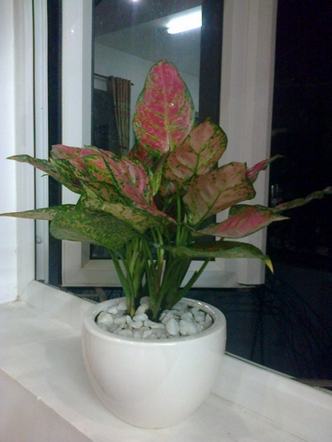 hinh0410_500