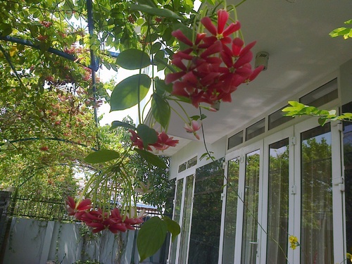hinh0460_500_01