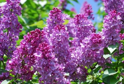 hoa_tu_dinh_huong_2_400_01