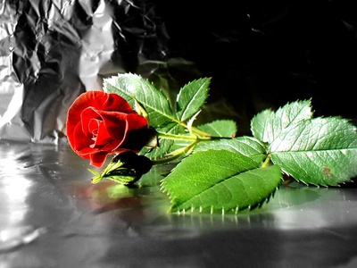 red_rose11_400