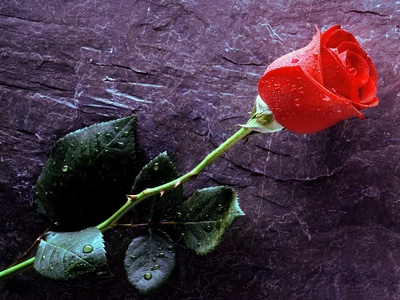 red_rose12_400