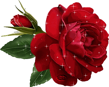 red_rose14