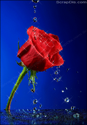 red_rose15_400