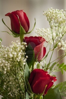 red_rose16_400
