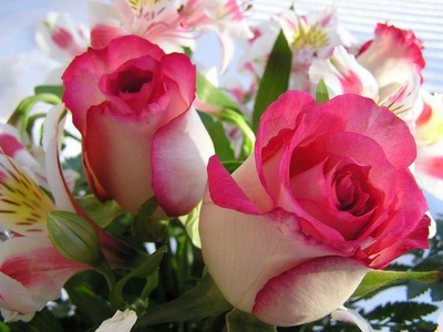 red_rose17_400