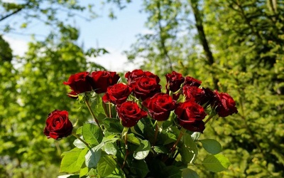 red_rose18_400