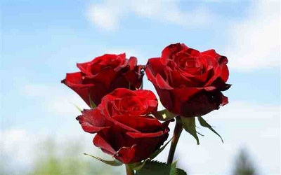 red_rose19_400