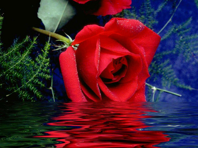 red_rose1_400
