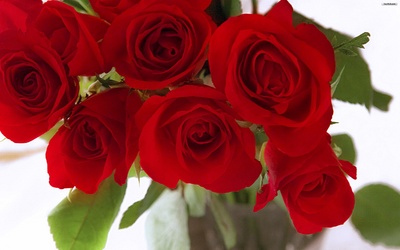 red_rose20_400