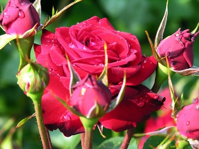 red_rose2_400_01