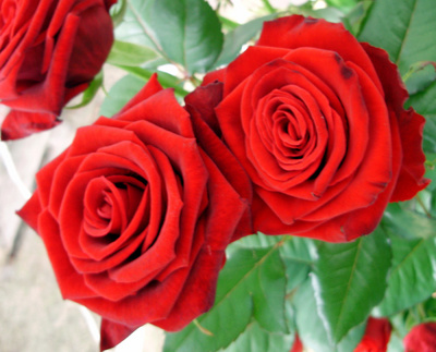 red_rose4_400