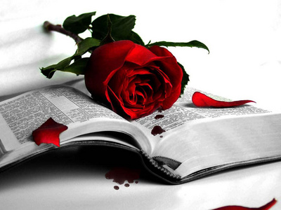 red_rose6_400