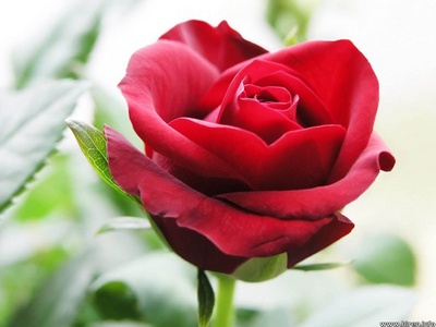red_rose7_400