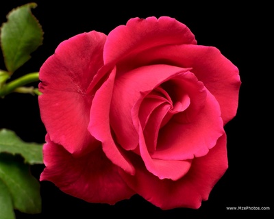 red_rose8_400