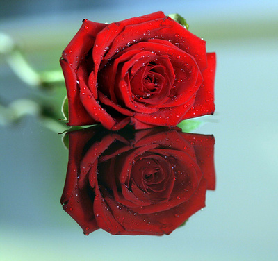 red_rose9_400