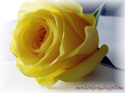 yellow_rose10_400