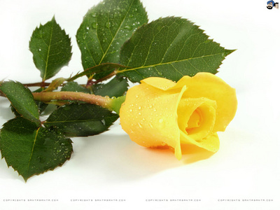 yellow_rose11_400