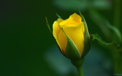 yellow_rose20_400