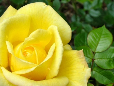 yellow_rose22_400