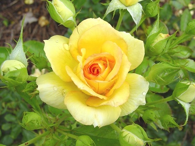 yellow_rose24_400