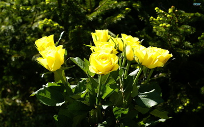 yellow_rose25_400
