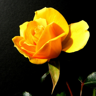 yellow_rose5_400