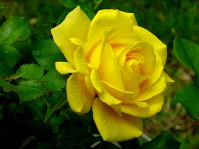 yellow_rose6_400