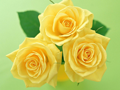 yellow_rose7_400