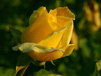 yellow_rose8_400