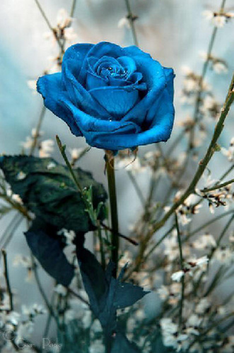 hh_blu16_500