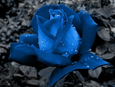 hh_blu17