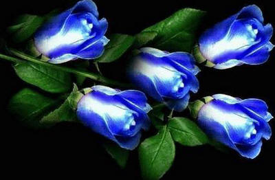 hh_blu18