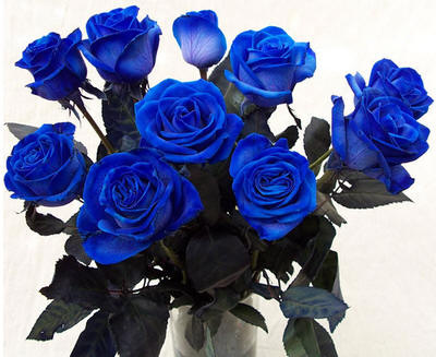 hh_blu23
