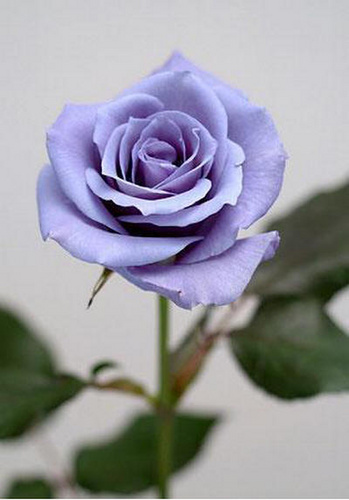 hh_blu4_500