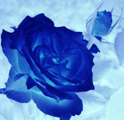 hh_blu5