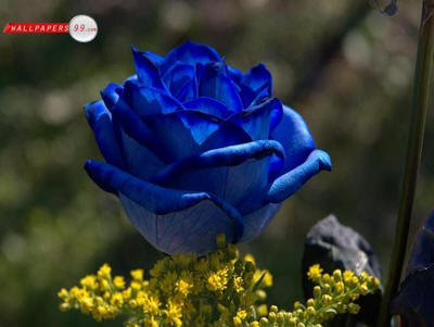 hh_blu6