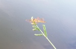 12079857