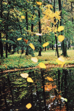 hoa_vang_11 hoa_vang_11