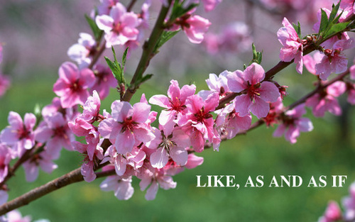 hoa-dao-tet-dep_500 hoa-dao-tet-dep_500